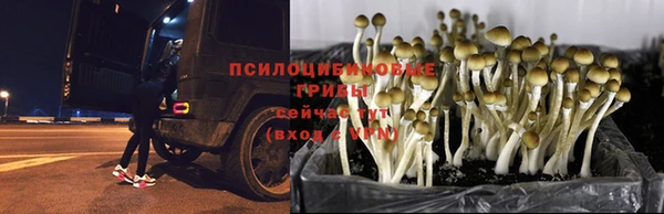 дурь Алексин